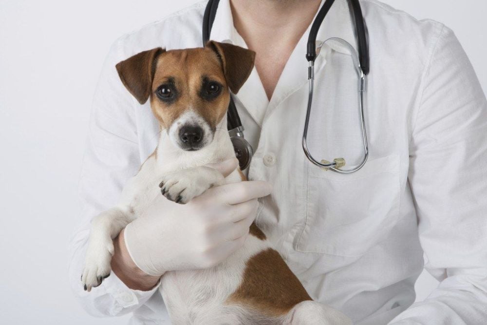 The Healthiest Time to Neuter: An Expert Opinion!