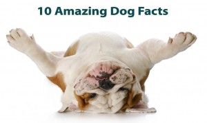 10 Amazing Dog Facts That You Might Not Know