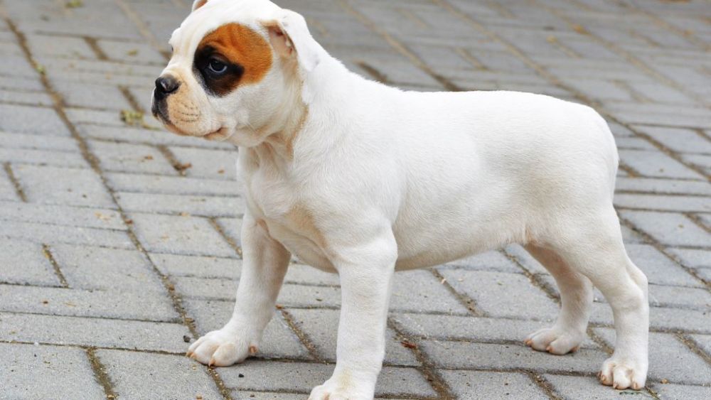 The Rising Popularity of Dogs in Dubai and the Emirates – Part 2