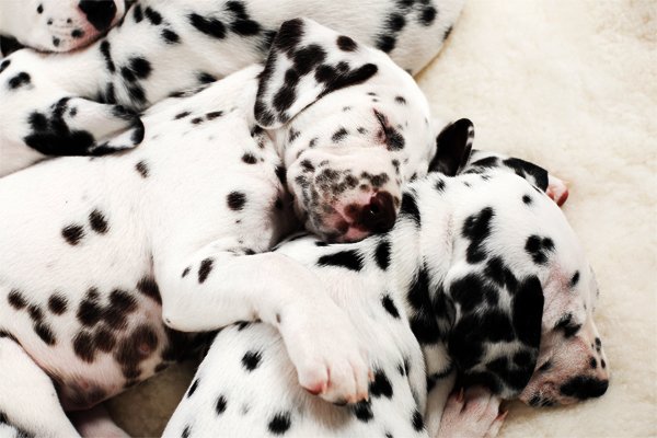 Black Markings Dalmatian Puppies picture