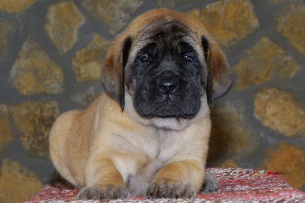 Englischer Mastiff farben