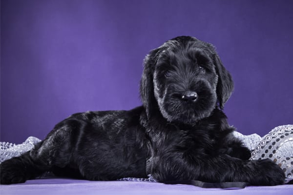 Ruso Negro Terrier colores