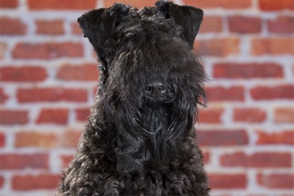 Kerry Blue Terrier colores