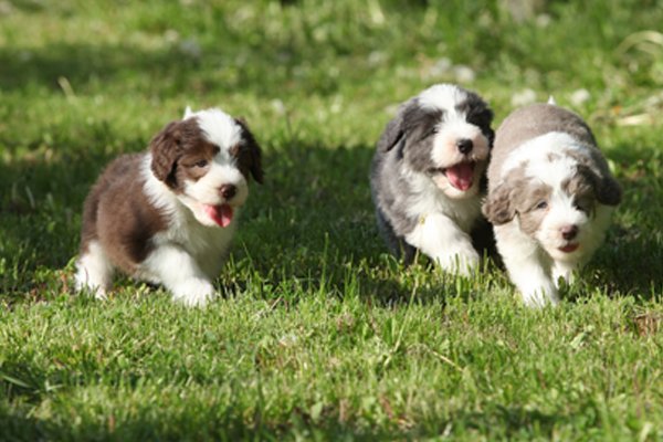 Bearded Collie farben