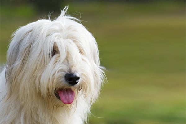 South Russian Sheepdog colores