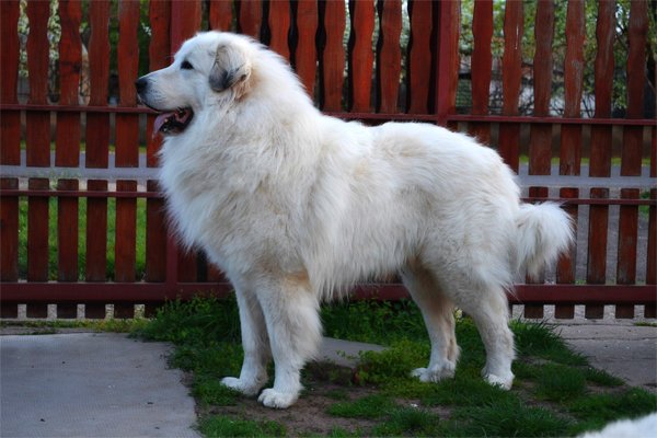 Black pied Great Pyrenees picture