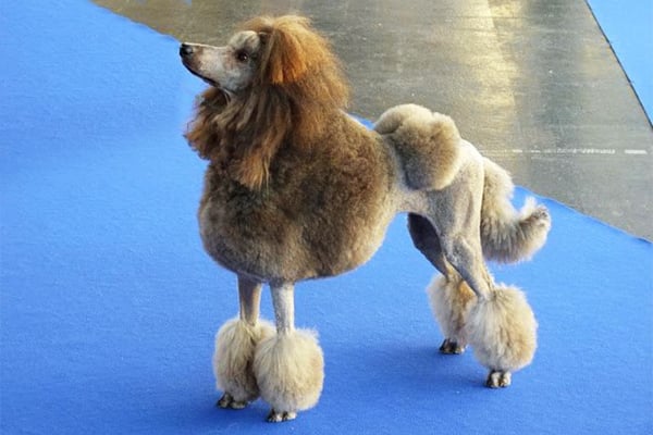 Standard Poodle coat