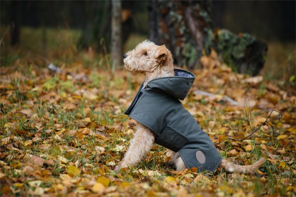 pelaje del Terrier Lakeland