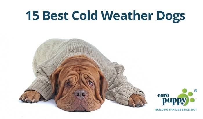15 Best Cold Weather Dogs – Choose The Right Dog Breed for Your Climate