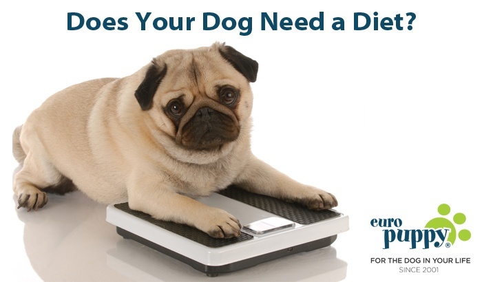 Does Your Dog Need a Diet?