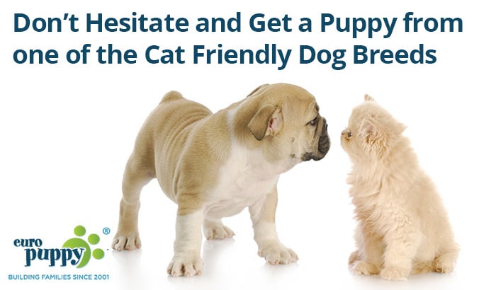 For Cat Lovers: Get a Puppy from one of the Cat Friendly Dog Breeds!