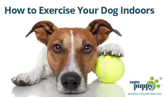 Snow or Rain? Here’s How to Exercise Your Dog Indoors
