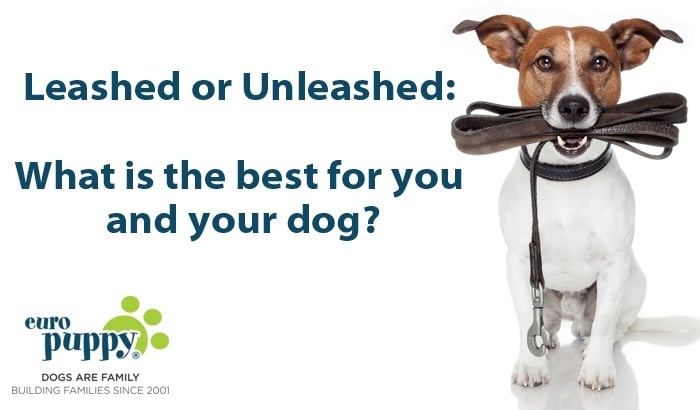 Leashed or Unleashed: What is the best for you and your dog?