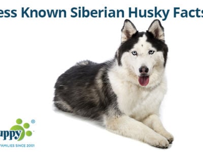 7 Less Known Siberian Husky Facts