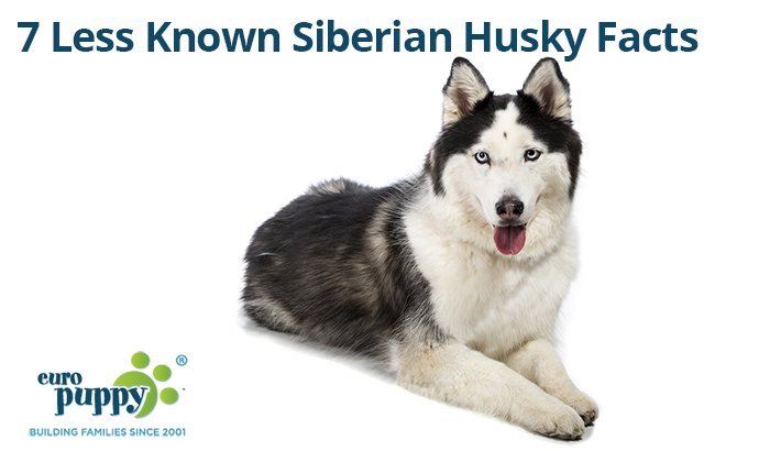 7 Less Known Siberian Husky Facts