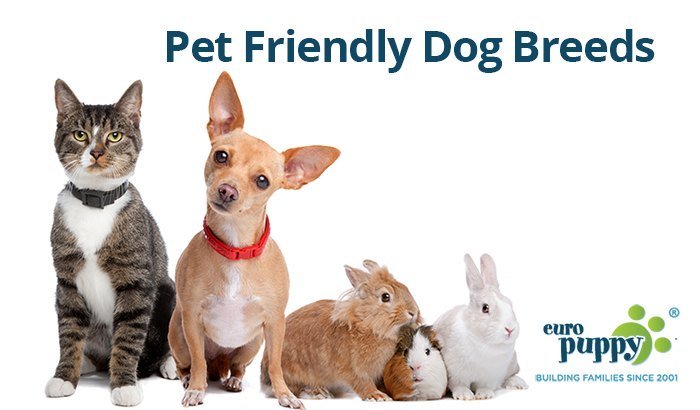 Pet Friendly Dog Breeds