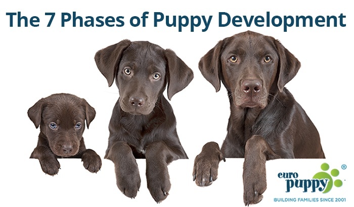 lab puppy growth stages