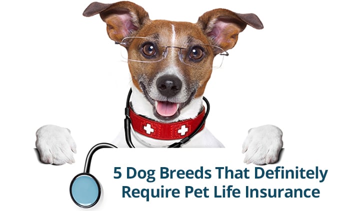 Top 5 Dog Breeds That Definitely Require Pet Life Insurance