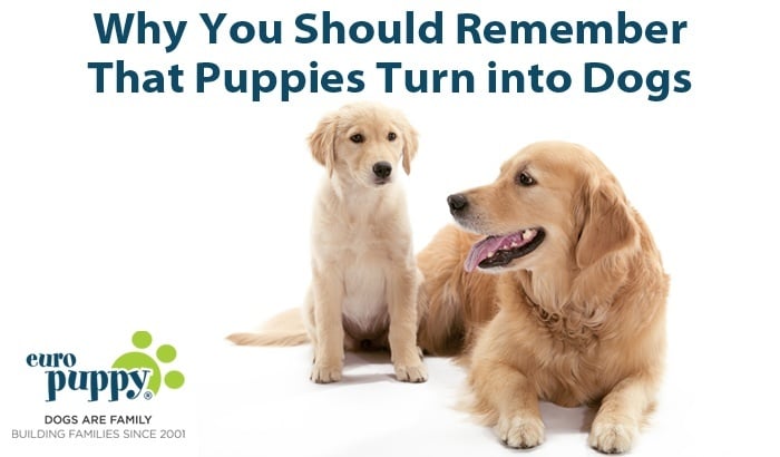 Why You Should Remember That Puppies Turn into Dogs
