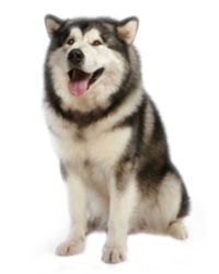 can a alaskan malamute live in mauritius