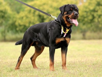 The Mighty Rottweiler