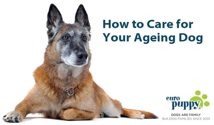 How to Care for Your Ageing Dog