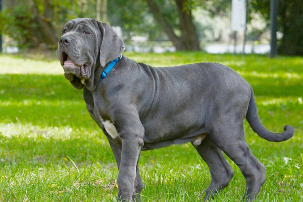 are neapolitan mastiffs easy to groom