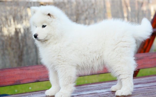 where can i buy a samoyed