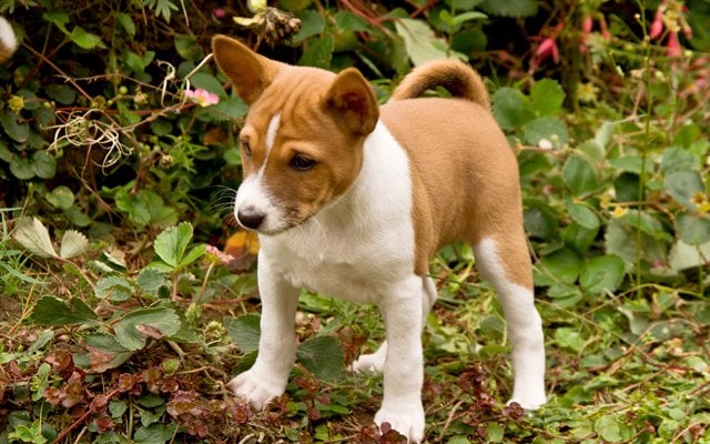basenji chestnut red puppy image