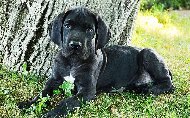great dane black puppy image