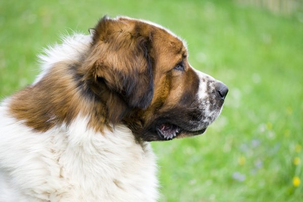 Perro de Vigilancia de Moscú colores