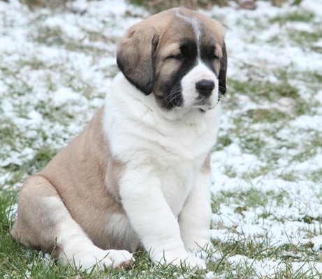 can a central asian shepherd dog live in afghanistan