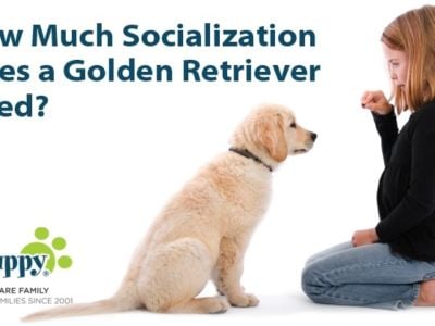 How Much Socialization Does a Golden Retriever Need?