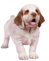 are clumber spaniel puppies lazy