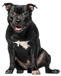 can a staffordshire bull terrier live in malta