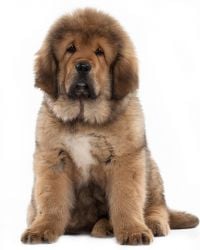 Tibetan Mastiff puppy image