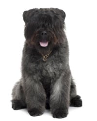 how much does a bouvier dog cost