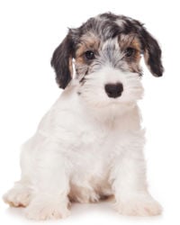 does the sealyham terrier have rabies