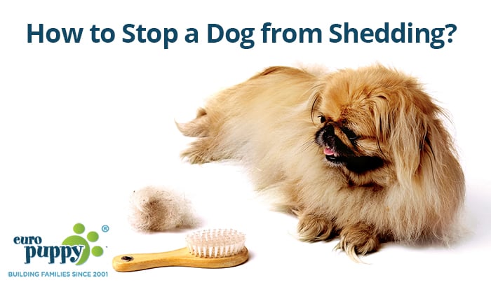 How to Stop Dog Shedding?