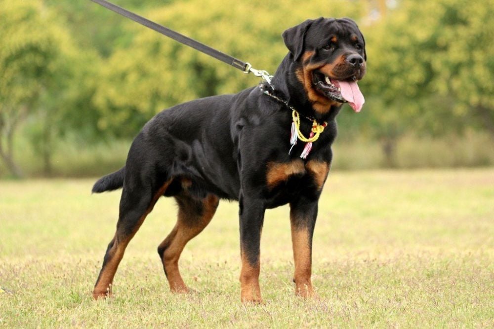 are rottweilers banned in ireland